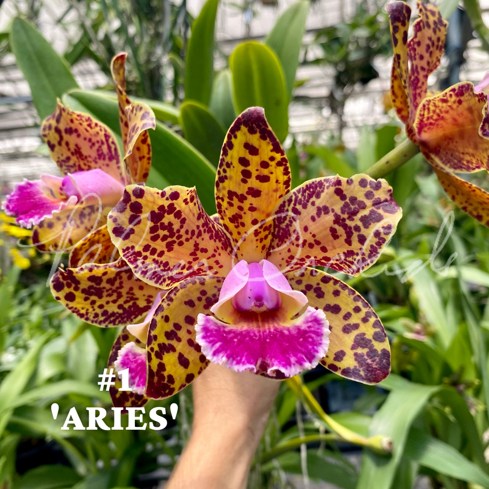 Cattleya Mark Jones-Sandra Turner — Palmer Orchids